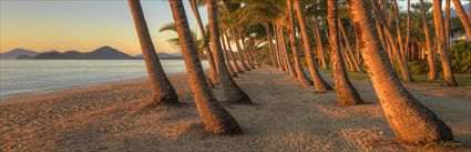 Palm Cove - QLD (PBH4 00 14918)